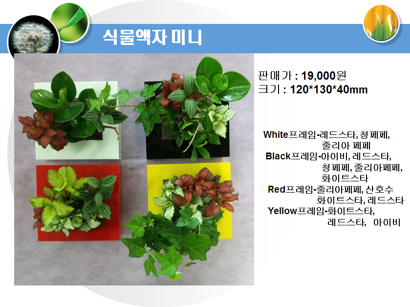 식물액자 미니