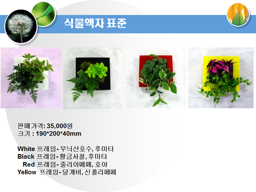 식물액자 표준
