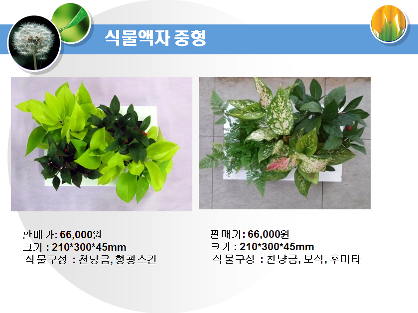 식물액자 표준
